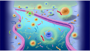 Photo of pro-inflammatory cytokines, which play a role in the connection between sleep apnea and back pain